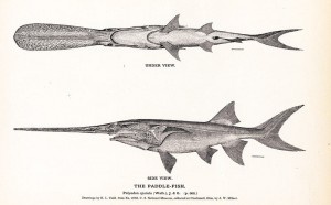 OR-paddlefish drawings
