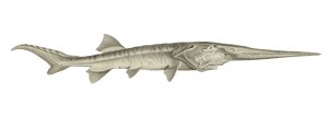 Psephurus_gladius